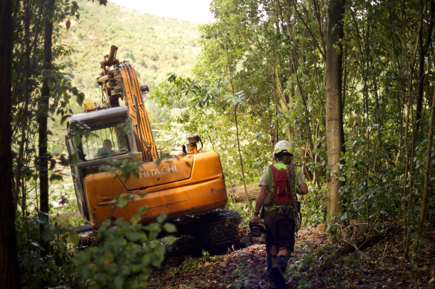 Digger in Papaiti forest